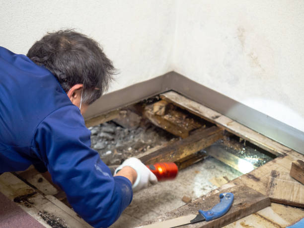 Best Professional Mold Removal  in Auburn, CA