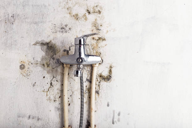 Best Mold Damage Repair  in Auburn, CA