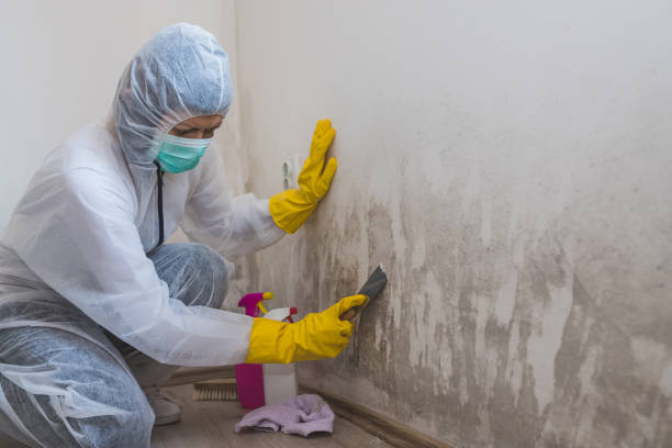 Mold Removal and Inspection in Auburn, CA