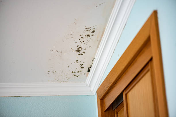 Best Mold Testing  in Auburn, CA