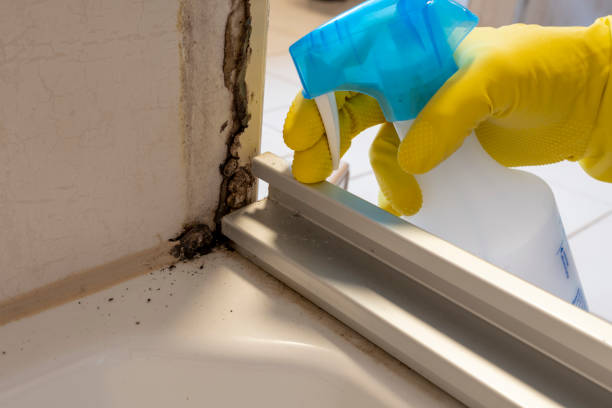 Auburn, CA Mold Removal Company