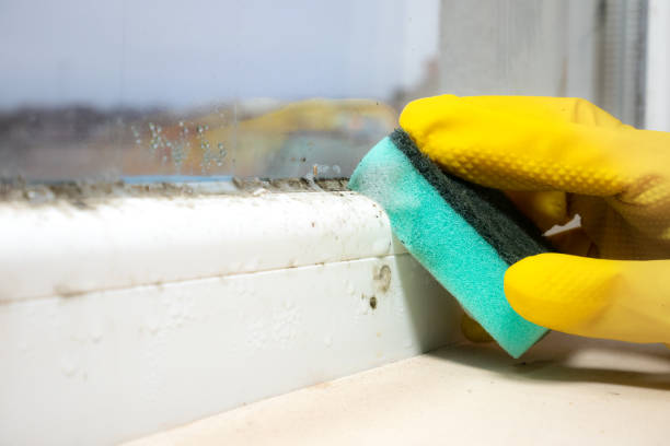 Best Professional Mold Removal  in Auburn, CA