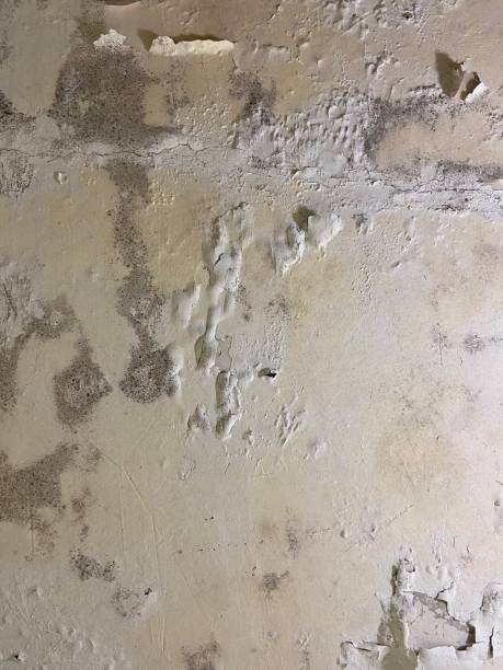  Auburn, CA Mold Removal Pros