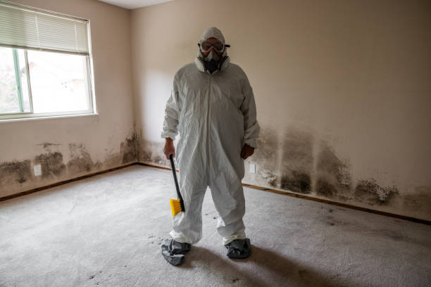 Best Certified Mold Removal  in Auburn, CA