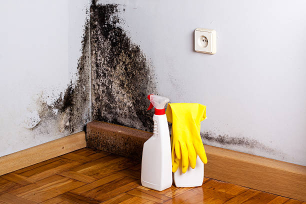 Best Attic Mold Removal  in Auburn, CA