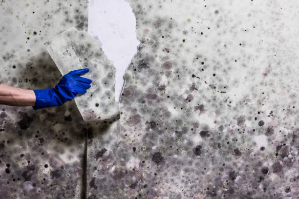 Best Toxic Mold Removal  in Auburn, CA