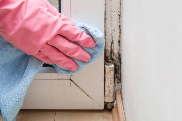 Best Mold Remediation  in Auburn, CA