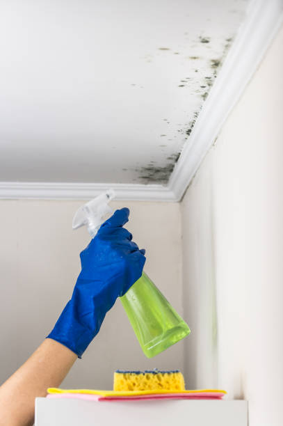 Attic Mold Removal in Auburn, CA